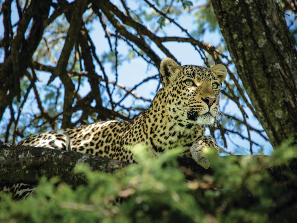 African Wildlife Safari