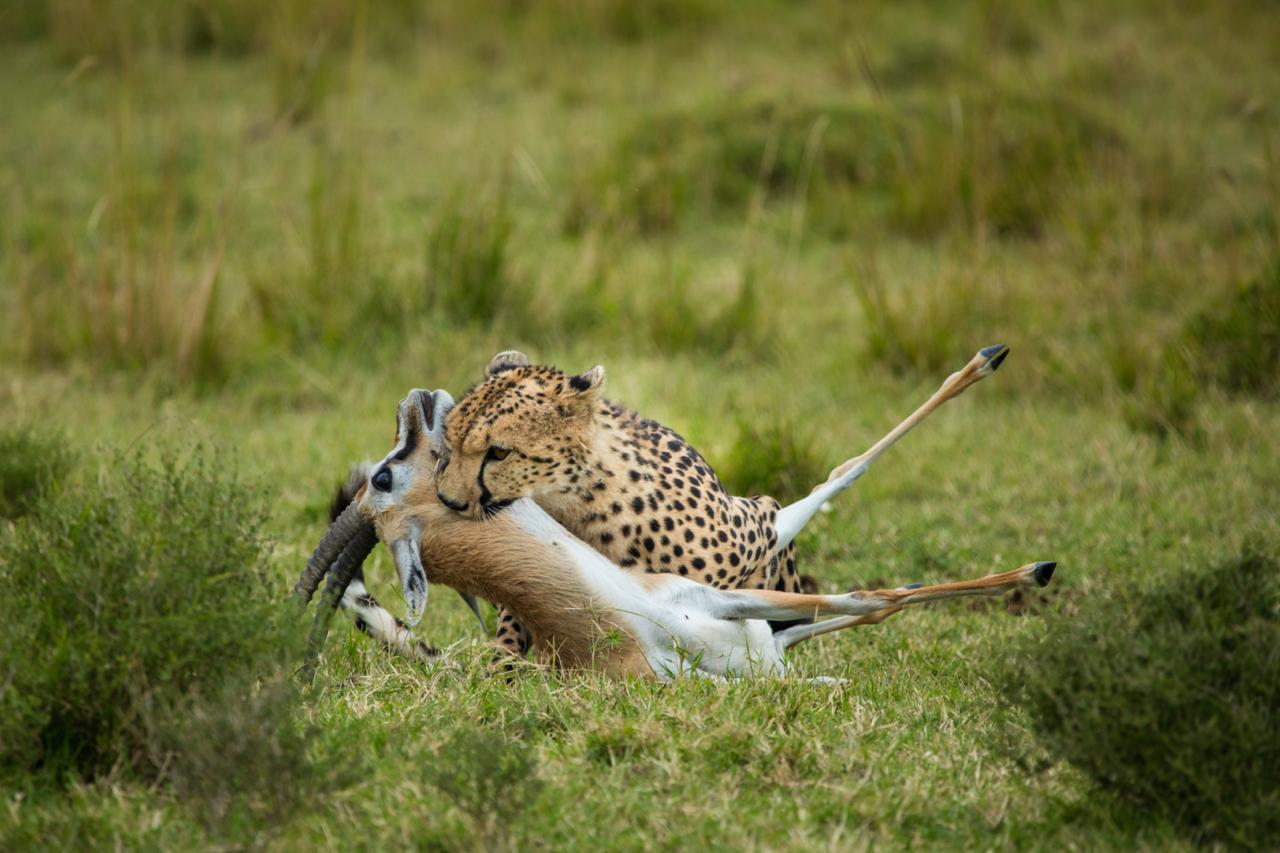 Lions in Maasai Mara